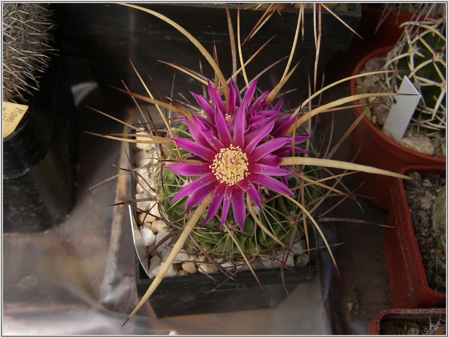 echinofossulocactus_ multilanatus_Cowper_13.jpg